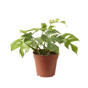 Zielona roślina doniczkowa t.b.t. w brązowej doniczce. Dekoracyjna roślina zielona do wnętrz.