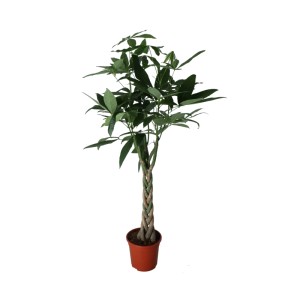 Pachira wodna (drzewo pieniędzy) z plecionym pniem w doniczce, wys. ok. 120-130 cm.