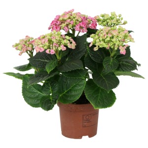 Różowo-zielona hortensja 't.b.t.' w doniczce. Kwitnąca hortensja bukietowa z zielonymi liśćmi.