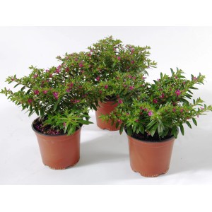 Trzy rośliny doniczkowe t.b.t. z zielonymi liśćmi i małymi różowymi kwiatami.