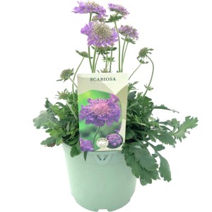 Szarłatka Scabiosa maritima w doniczce z jasnofioletowymi kwiatami.