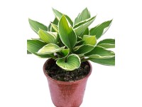 Funkia (Hosta) - don. 17 cm