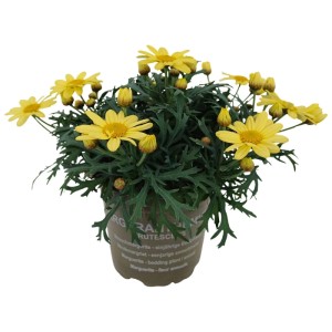Złocień (Argyranthemum) don. 12 cm