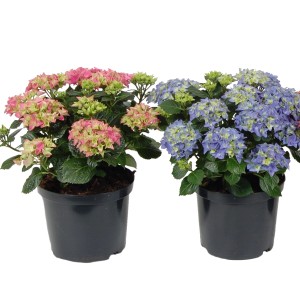 Kwitnące rośliny doniczkowe, różowe i niebieskie hortensje w czarnej doniczce.