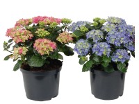 Hortensja wielkokwiatowa min. 5 kwiatów (Hydrangea sp.) - 23 cm