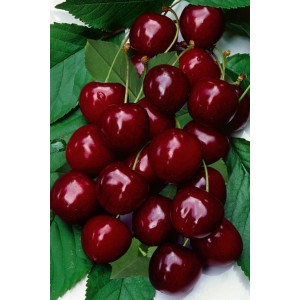 Świeże, czerwone czereśnie z kategorii drzew owocowych. Soczyste i smaczne.