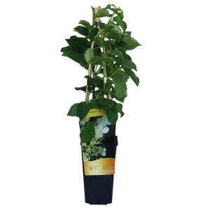 t.b.t. Roślina doniczkowa z podpórką.