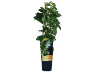 Pnącza 50-60 cm mix