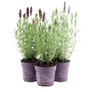 Trzy rośliny doniczkowe t.b.t. (lawenda) z fioletowymi kwiatami w fioletowych doniczkach.