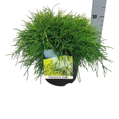 Iglaki mix  wys. 30-50cm don. 26cm