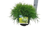 Iglaki mix  wys. 30-50cm don. 26cm