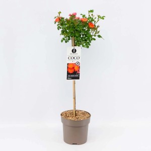 Róża pienną 't.b.t.' w doniczce z pomarańczowymi kwiatami.