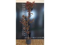 Buk pospolity Fagus wys. 180-200 don. 5L