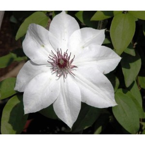 Biały kwiat powojnika z ciemnym środkiem i zielonymi liśćmi.