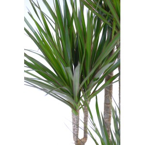Zbliżenie na zieloną Dracenę (dracena) ze smukłymi liśćmi.