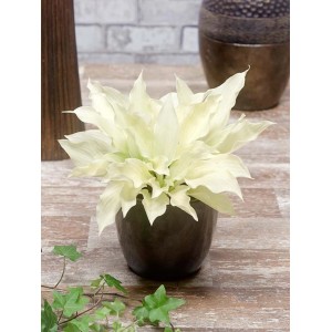 t.b.t. roślina cebulowa w doniczce z białymi kwiatami i zielonymi liśćmi.