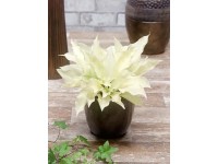 Funkia (Hosta White Feather)