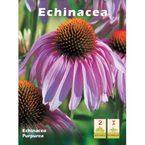 Zdjęcie Echinacea Purpurea, rośliny cebulowej z różowymi płatkami i pomarańczowym środkiem.