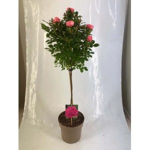 Róża rabatowa jako róża pienna w doniczce z jasnoróżowymi kwiatami.