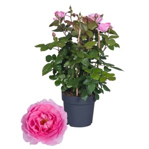 Różowa róża rabatowa w doniczce.