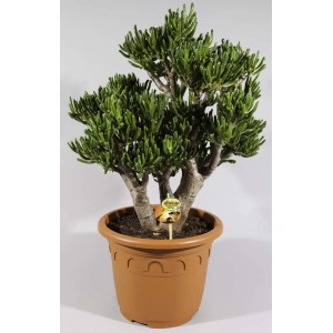 Zielony sukulent t.b.t. w brązowej doniczce. Dekoracyjna roślina doniczkowa.