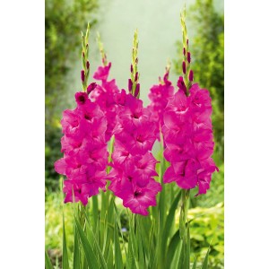 Mieczyk (Gladiolus Kenia) 1 szt.