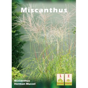 Miskant chiński 'Herman Mussel': Trawa ozdobna z delikatnymi kwiatostanami do ogrodu.