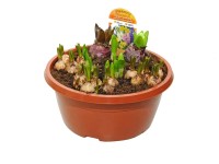 Kompozycja roślin cebulowych - don. 25 cm