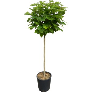 Surmia kulista (Catalpa) w doniczce, wys. ok. 110 cm, zielone liście. Idealne drzewo do domu, ogrodu lub na taras.