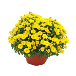 Żółta chryzantema jesienna w doniczce, ok. 50 cm wysokości. Chrysanthemum indicum na balkon i taras.