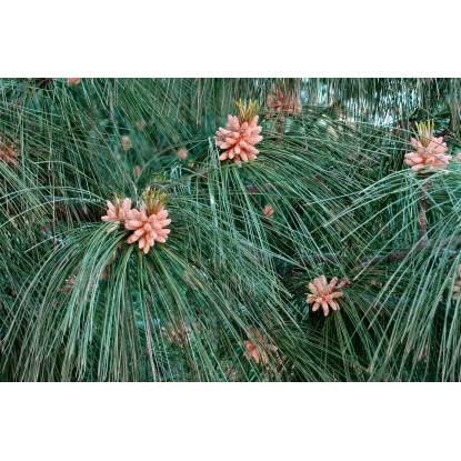 Sosna himalajska (Pinus wallichiana)