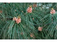 Sosna himalajska (Pinus wallichiana)