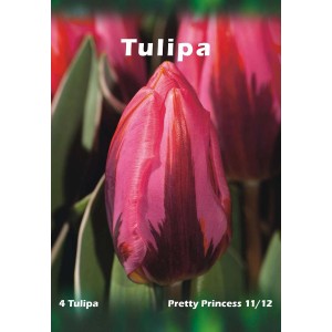 Zbliżenie różowego tulipana "Pretty Princess".