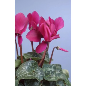 Fiołek alpejski z różowymi kwiatami i wzorzystymi liśćmi.