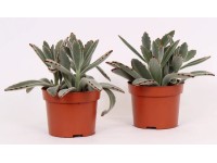 Żyworódka (Kalanchoe Tomentosa) - don. 10,5 cm