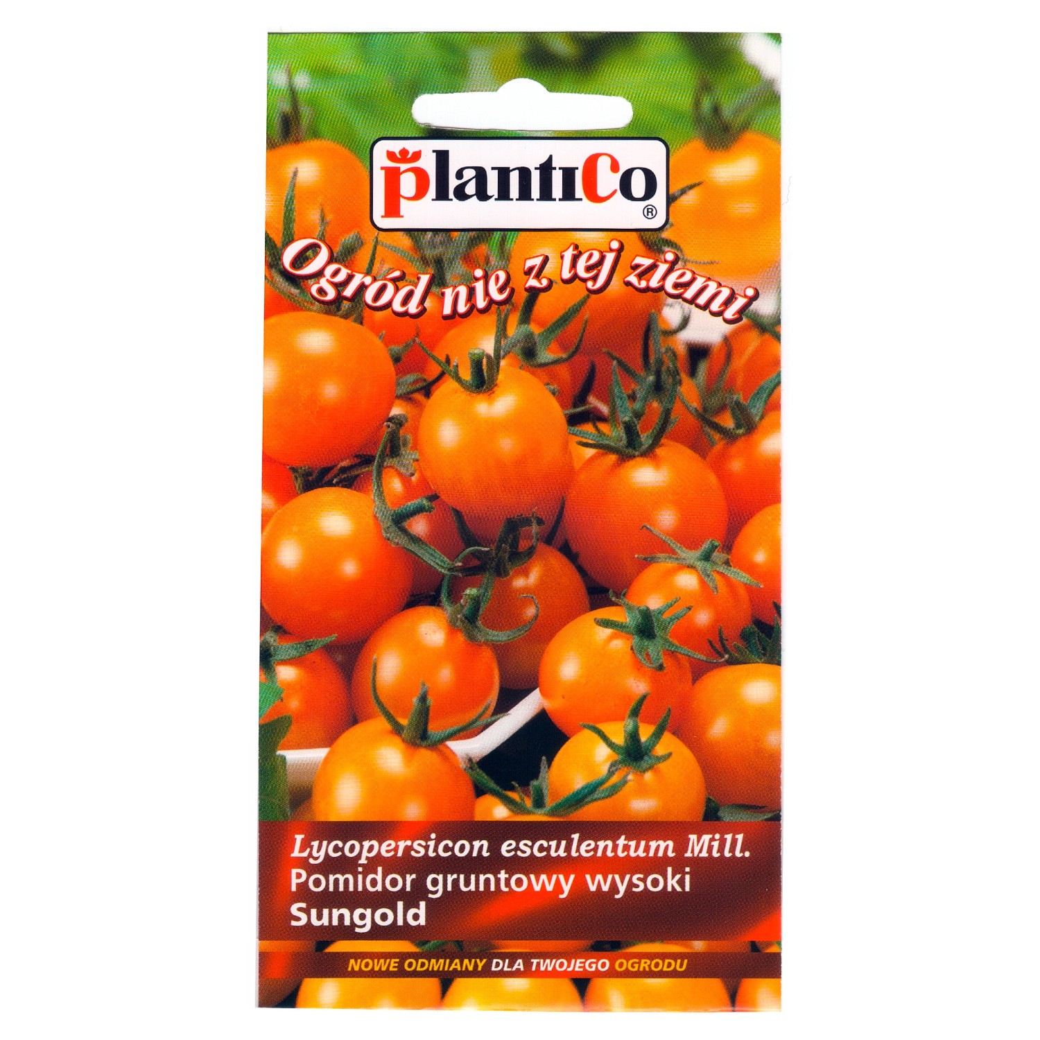 Pomidor Sungold F1 ONZ kupuj w OBI