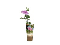Ketmia (Hibiskius) mix wys. 25-40 cm
