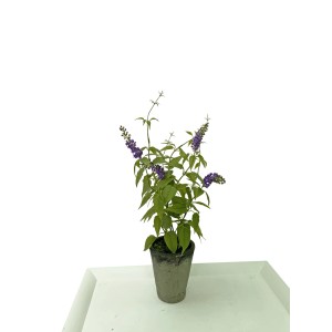 Sztuczna roślina t.b.t. z fioletowymi kwiatami w doniczce.