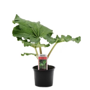 Młoda roślina maliny (t.b.t.) w doniczce z zielonymi liśćmi.