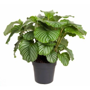 Kalatea "Ornata" (Calathea ornata) don. 27 cm