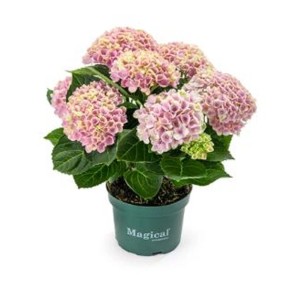Różowa hortensja 'Magical' w doniczce. Kwitnąca, wieloletnia roślina ogrodowa.