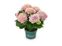 Hortensja (Hydrangea magical revolution pink) - don. 10,5 cm