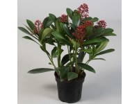 Skimia japońska (Skimmia Rubella) - don. 10,5 cm