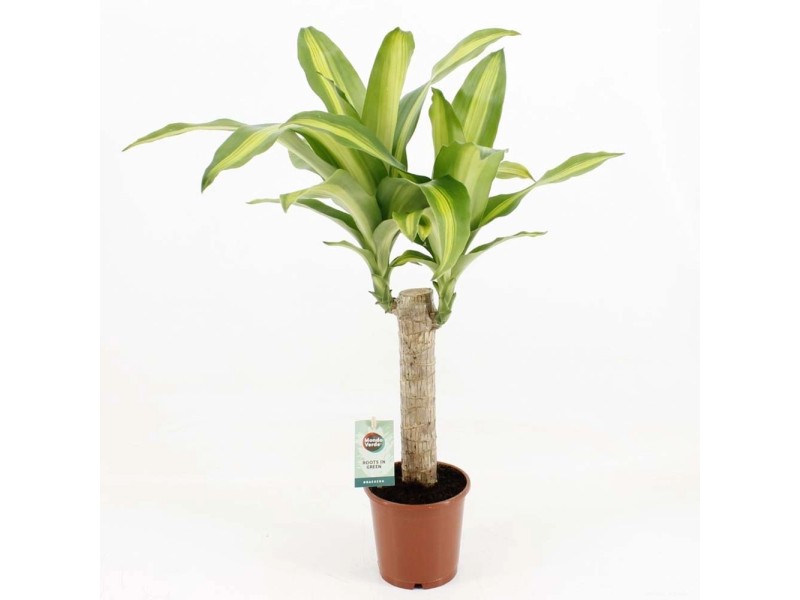 Figowiec Benjamina (Ficus benj) Exotica pleciony wys. ok. 110, don