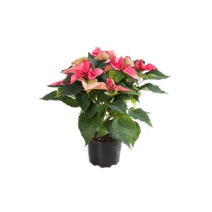 Różowa gwiazda betlejemska (t.b.t.) w czarnej doniczce.