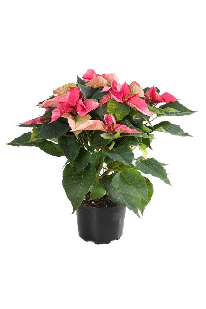 Poinsecja Gwiazda Betlejemska Poinsettia Mix Don Cm Kupuj