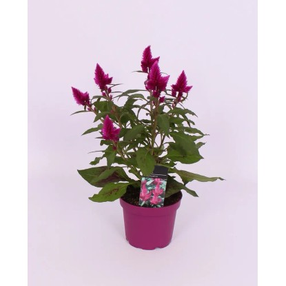 Celosia Caracas wys. 30cm don. 12cm