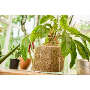 Roślina w szklanym wazonie z ziemią uniwersalną t.b.t. Roślina doniczkowa z zielonymi liśćmi i czerwonymi jagodami.