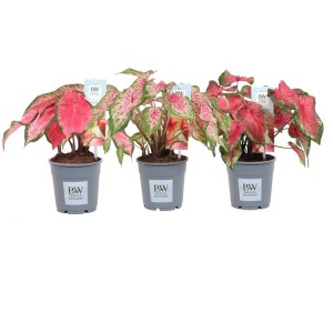 Trzy rośliny t.b.t. (Rośliny kwitnące) z różowo-zielonymi liśćmi w szarych doniczkach.