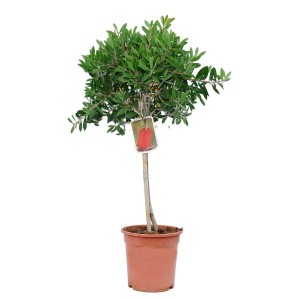 t.b.t. jako drzewko w doniczce, zielone liście. Krzew ozdobny do ogrodu i na balkon.
